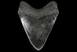 Fossil Megalodon Tooth - South Carolina #81401-2